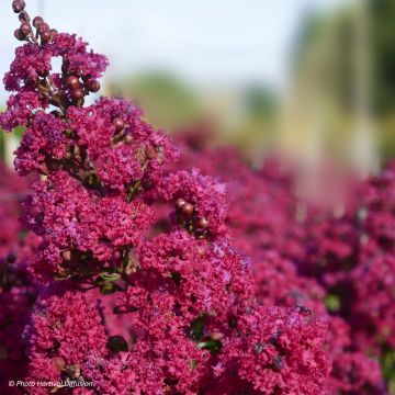 Árvore-de-júpiter Braise d'Eté - Lagerstroemia indica
