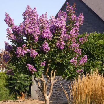 Árvore-de-júpiter Lilac Grand Sud - Lagerstroemia indica