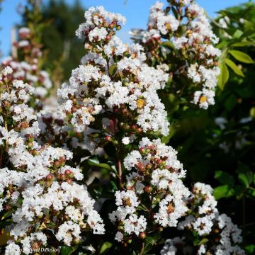 Árvore-de-júpiter Neige d'Eté - Lagerstroemia indica