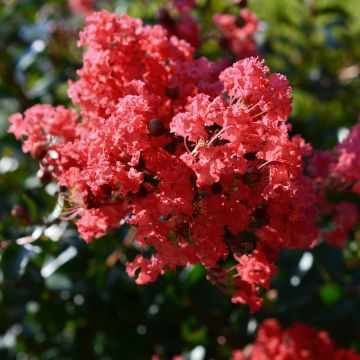 Árvore-de-júpiter Double Feature - Lagerstroemia indica