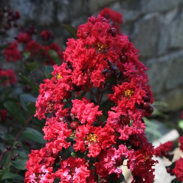 Árvore-de-júpiter Dynamite - Lagerstroemia indica