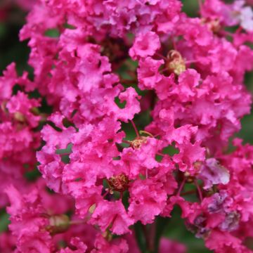 Árvore-de-júpiter Houston - Lagerstroemia indica