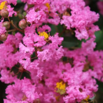 Árvore-de-júpiter Jacqueline Desmartis - Lagerstroemia indica