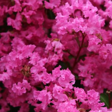 Árvore-de-júpiter La Mousson - Lagerstroemia indica