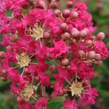 Árvore-de-júpiter Margaux - Lagerstroemia indica