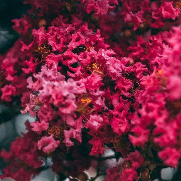 Árvore-de-júpiter Midnight Magic - Lagerstroemia indica