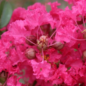 Árvore-de-júpiter Mon Panache - Lagerstroemia indica