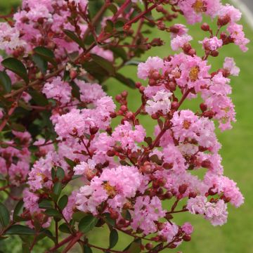 Árvore-de-júpiter Pink Grand Sud - Lagerstroemia indica