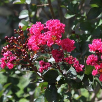 Árvore-de-júpiter Pink Velours - Lagerstroemia indica