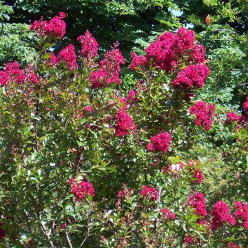 Árvore-de-júpiter Red Imperator - Lagerstroemia indica