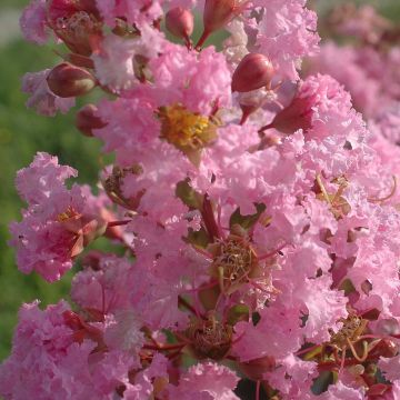 Árvore-de-júpiter Rose Thé - Lagerstroemia indica