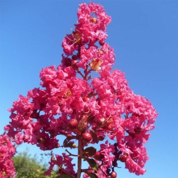Árvore-de-júpiter Souvenir d'André Desmartis - Lagerstroemia indica