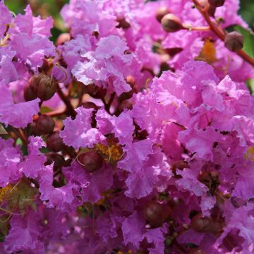 Árvore-de-júpiter Souvenir d'Hubert Puard - Lagerstroemia indica