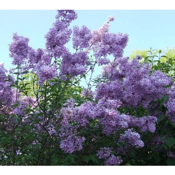 Árvore-de-júpiter Violacea - Lagerstroemia indica
