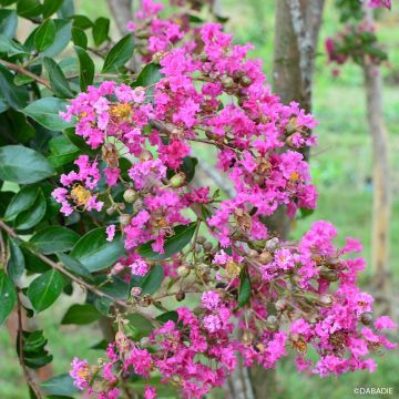 Árvore-de-júpiter Mimie Rose - Lagerstroemia indica