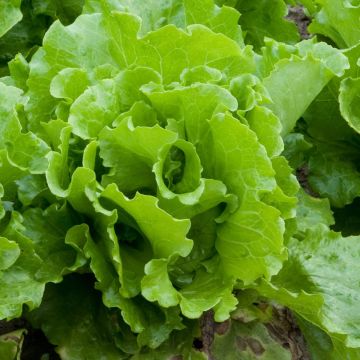 Alface batavia Balmoral