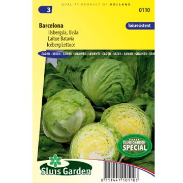 Alface batavia Barcelona