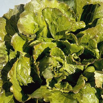 Alface batávia Carmen