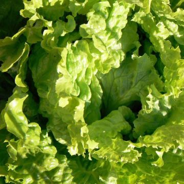 Alface batávia Dourada da Primavera plantas jovens