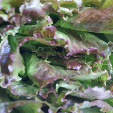 Alface batávia Gloire du Dauphiné