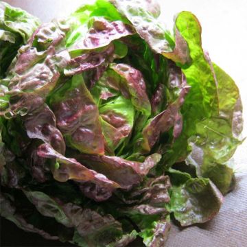 Alface batávia Kamikaze (variedade Vilmorin) com folhas vermelhas, variedade de muda