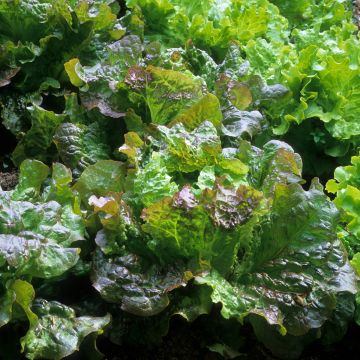 Alface batavia Rouge Grenobloise