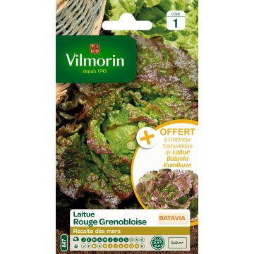 Alface batavia Rouge Grenobloise + amostra de Alface-batavia Kamikaze Vilmorin