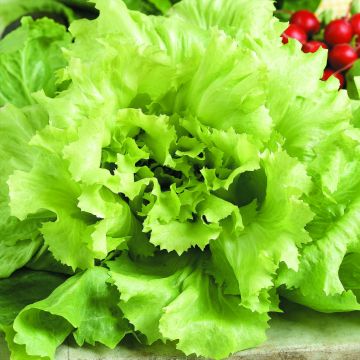 Alface batavia Green Iceberg plantas jovens