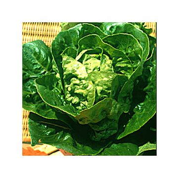 Alface Gorda Sucrine