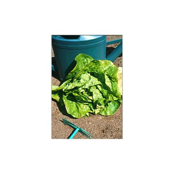 Alface batavia Kinemontepas