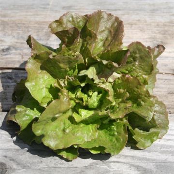 Alface - Repolhuda Monte à Peine NT - Ferme de Sainte Marthe