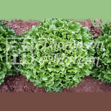 Alface Mazur (de corte contínuo)