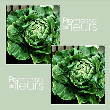 Alface de Cabeça Atração