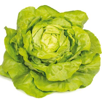 Alface-repolhuda Gabino Bio plantas jovens