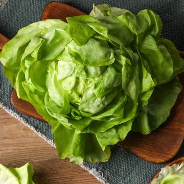 Alface repolhuda Do Bom Jardineiro