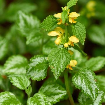 Lamium galeobdolon