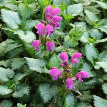 Lamium maculatum Beacon Silver