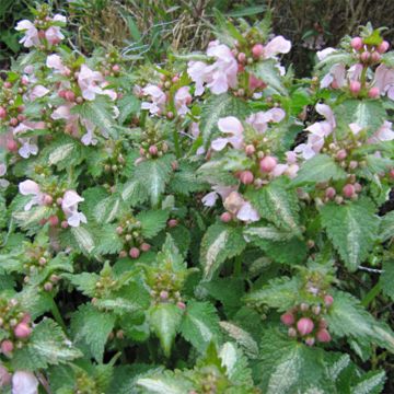 Lamium maculatum Purple Dragon