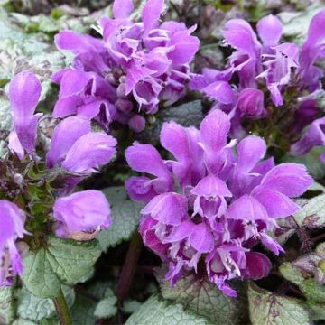 Lamium maculatum Sterling Silver