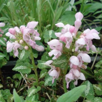 Lamium maculatum Shell Pink