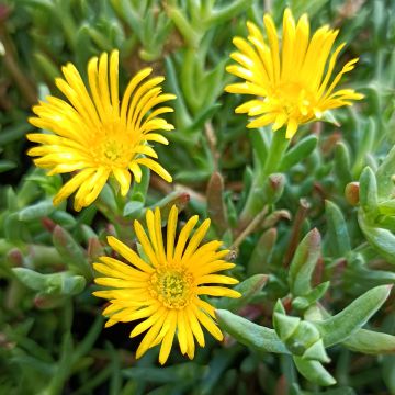 Lampranthus aurantiacus Fleurs jaunes