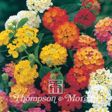 Lantana camara Mixed Hybrids em sementes