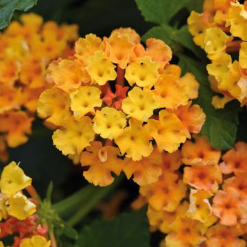 Lantana camara Bloomify Orange Lantana camara Bloomify Orange
