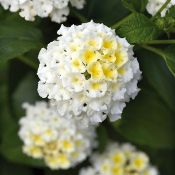 Lantana camara Bloomify White Lantana camara Bloomify White