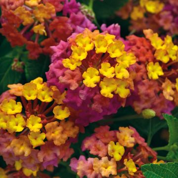Lantana camara PassionFruit