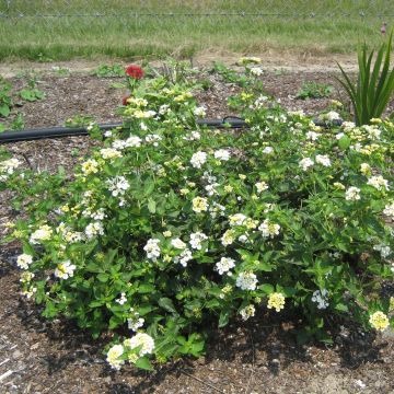 Lantana camara Sunny Side Up