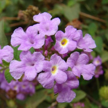 Lantana montevidensis Mauve