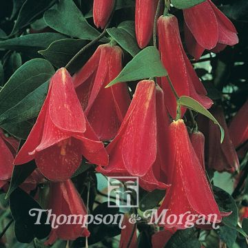 Lapageria rosea em sementes