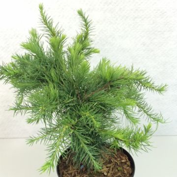 Larício-europeu Little Bogle - Larix decidua