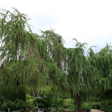 Larício-europeu Pendula - Larix decidua